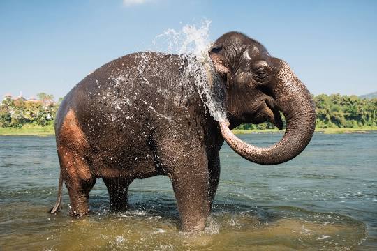 Kodanad Elephant Training Centre